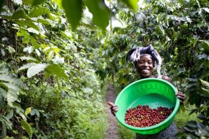 Refonte complète du site de la MGPCC DEKAWOWO